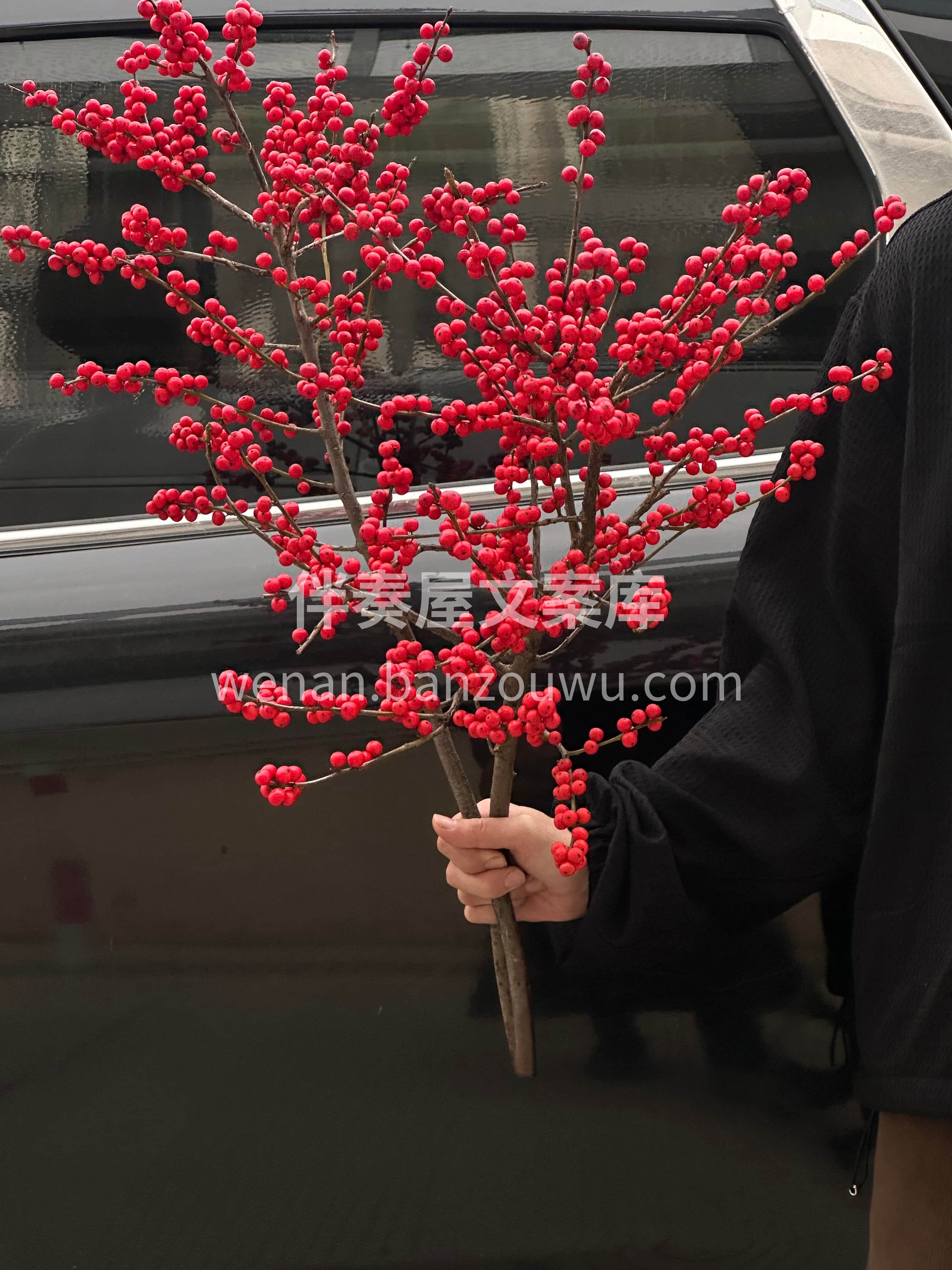 单支冬青❤️寓意红红火火🔥 愿你新的日子🫧 日子滚烫🌹平安喜 配图1