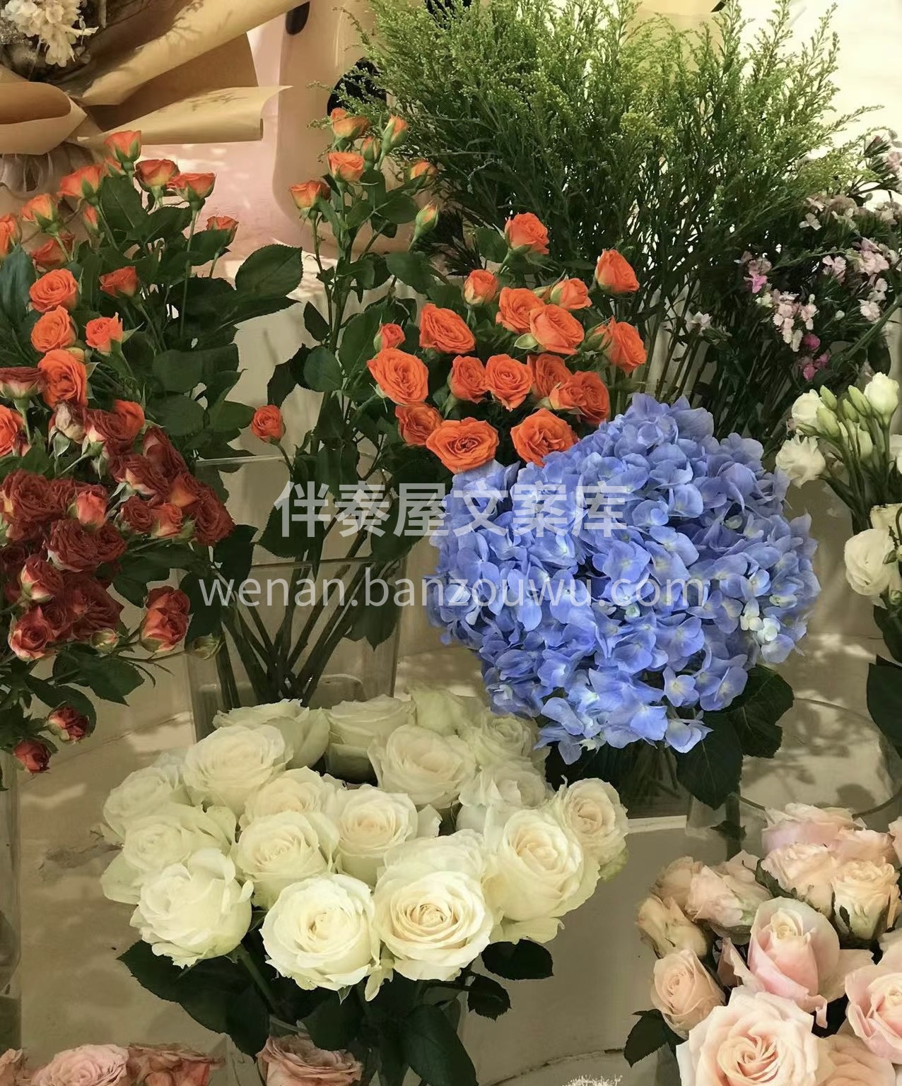  在花的世界里，无论是爱情、友情还是亲 配图2