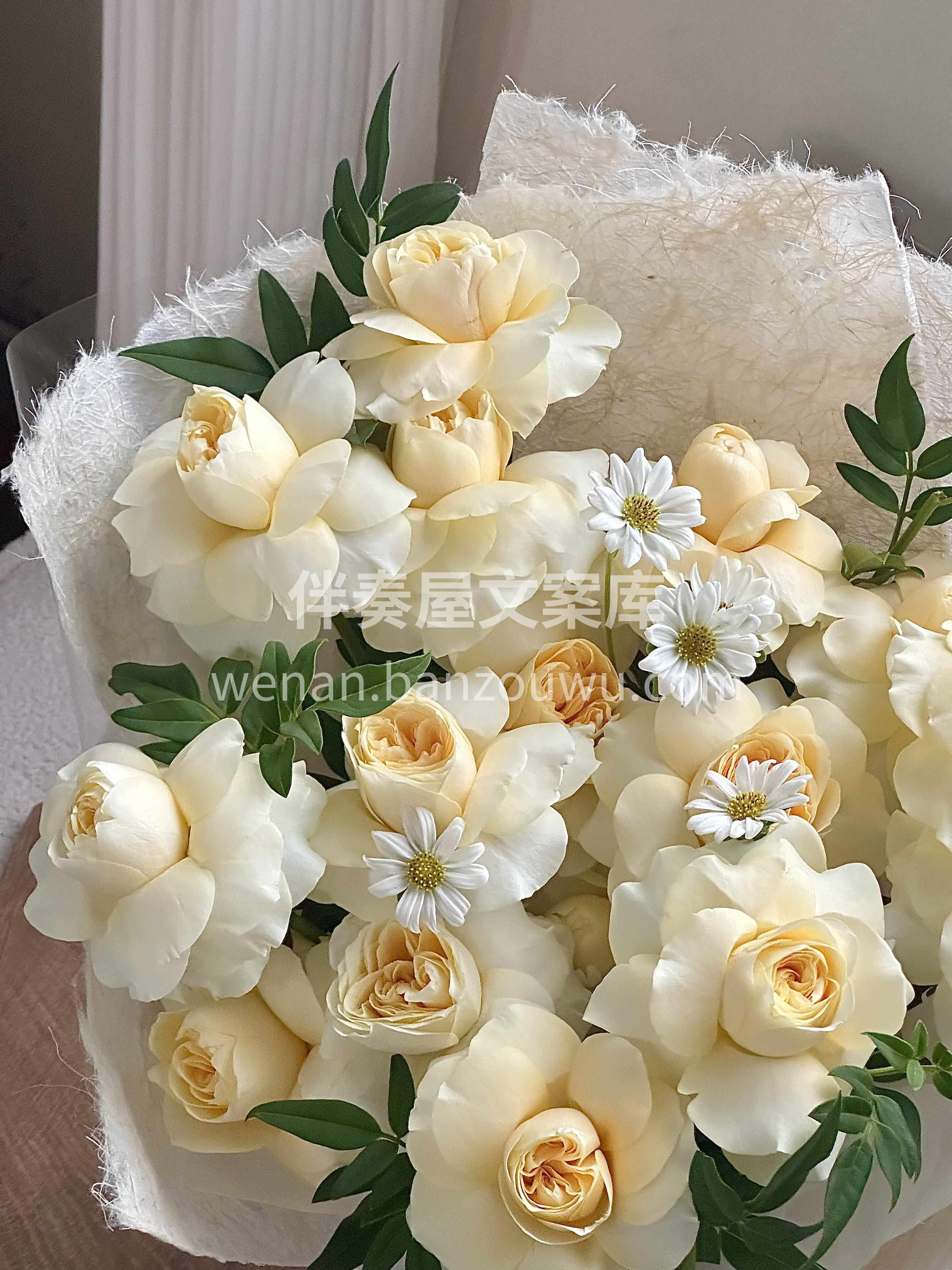 甜甜的奶油杯玫瑰✨温柔得恰到好处☁️ 它也叫暖玉🌼寓意温润如 配图1