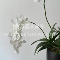 客订蝴蝶兰绿植 蝴蝶兰真的是植物界妥妥的 配图2