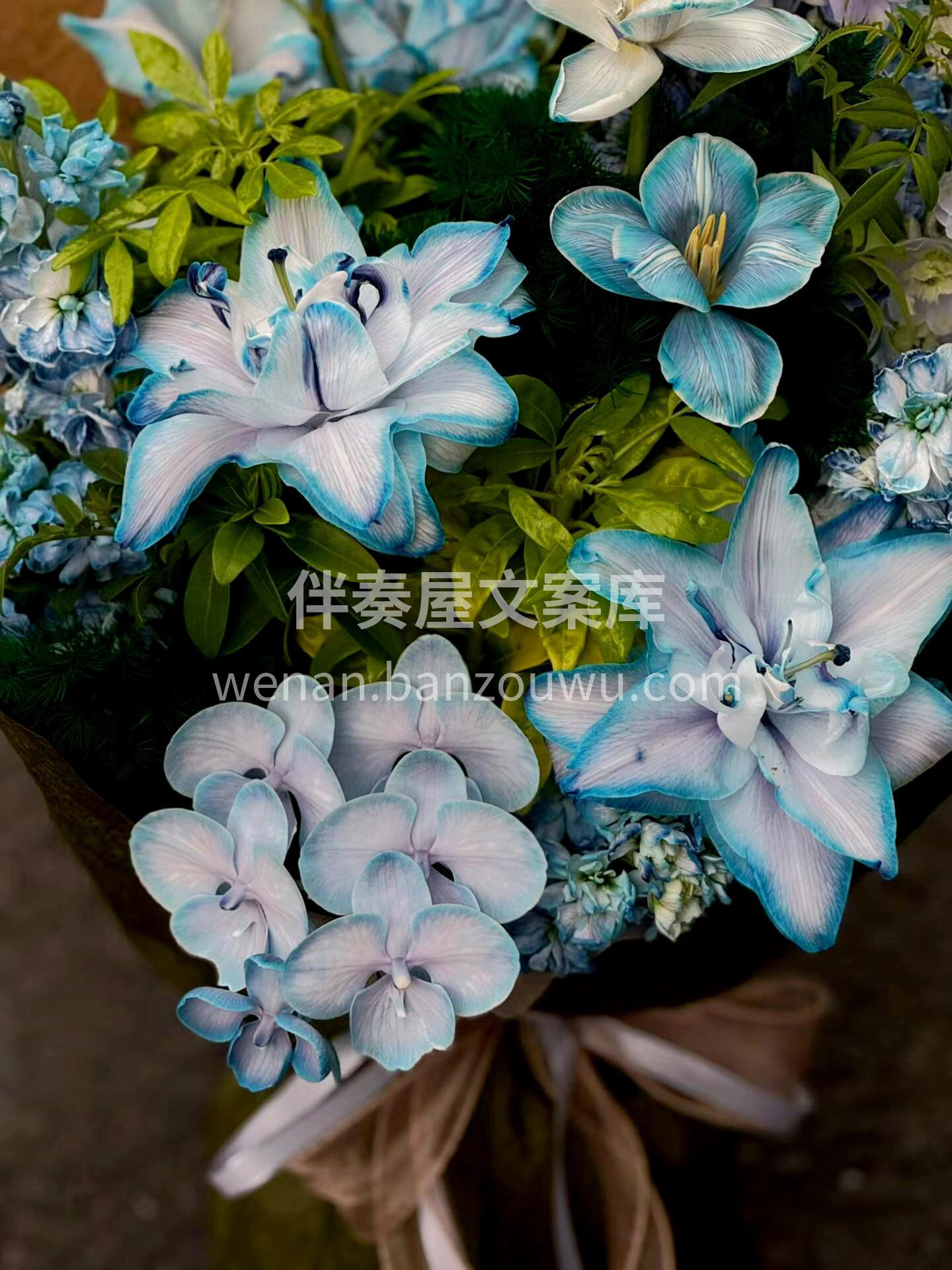 这束冰蓝百合💧是视觉的降温仪式 接过时指 配图1