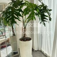 家居绿植盆栽 适当的绿植可以增添家里温馨 配图3