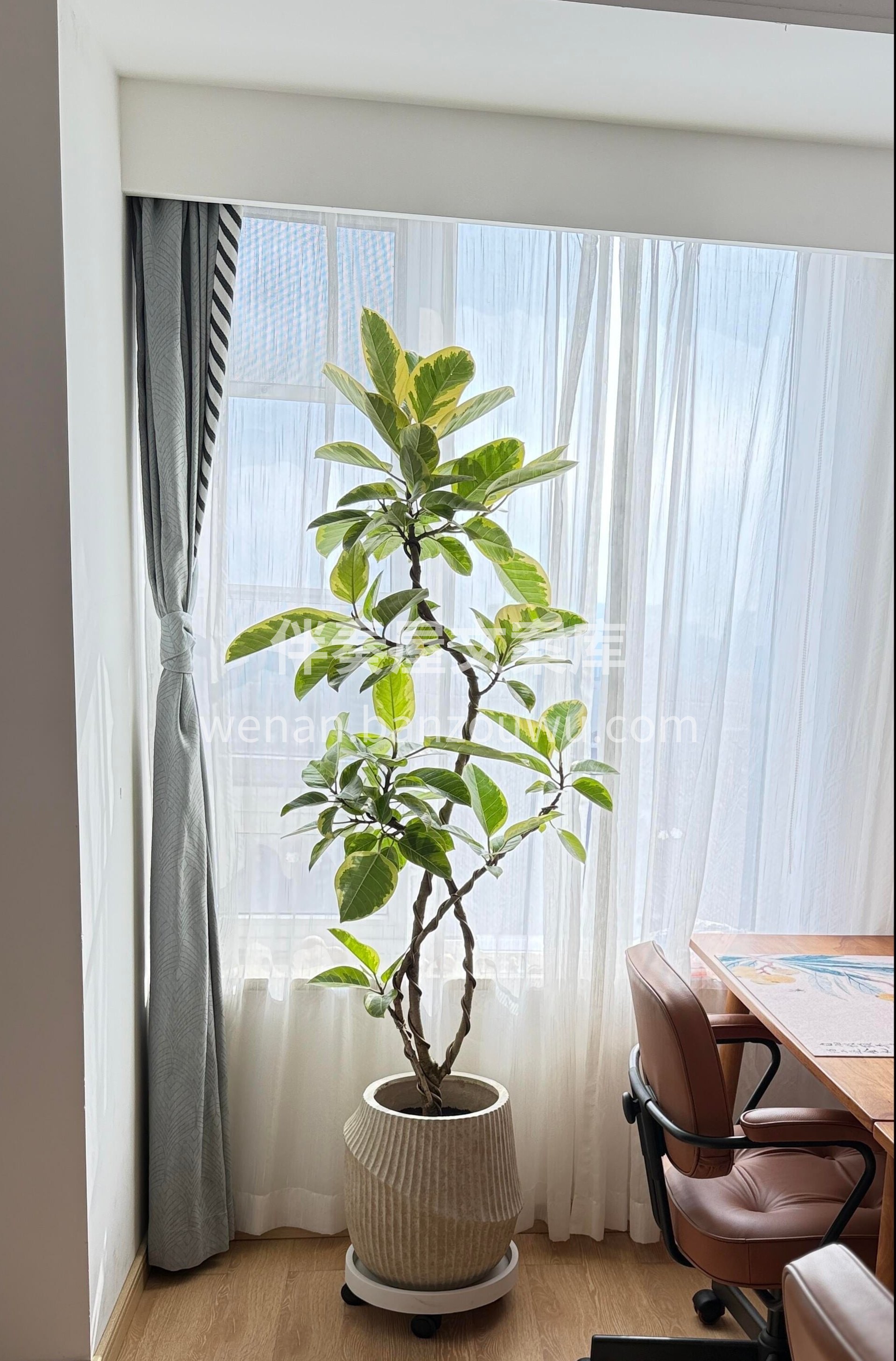 黄金榕🍀因叶片呈明亮金色而得名 其独特的金色不仅是显著标识✨ 配图1