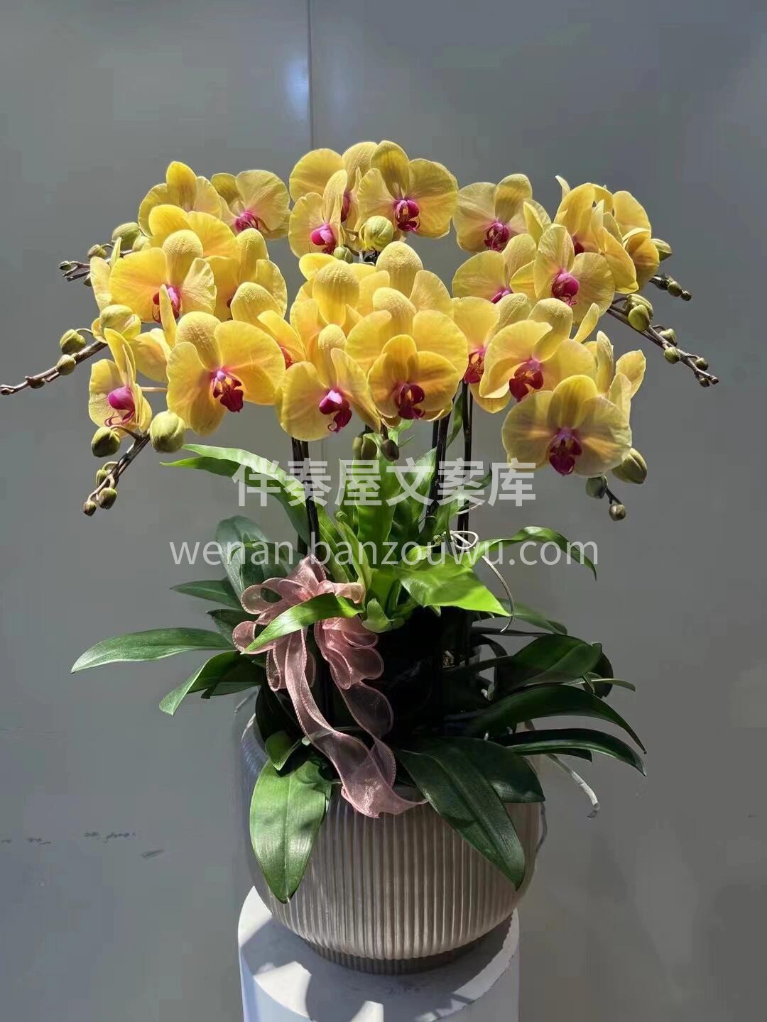 蝴蝶兰盆景🪴摆在家里美爆了 大方又惊艳🌸不用费心搭配🌷就把家 配图4