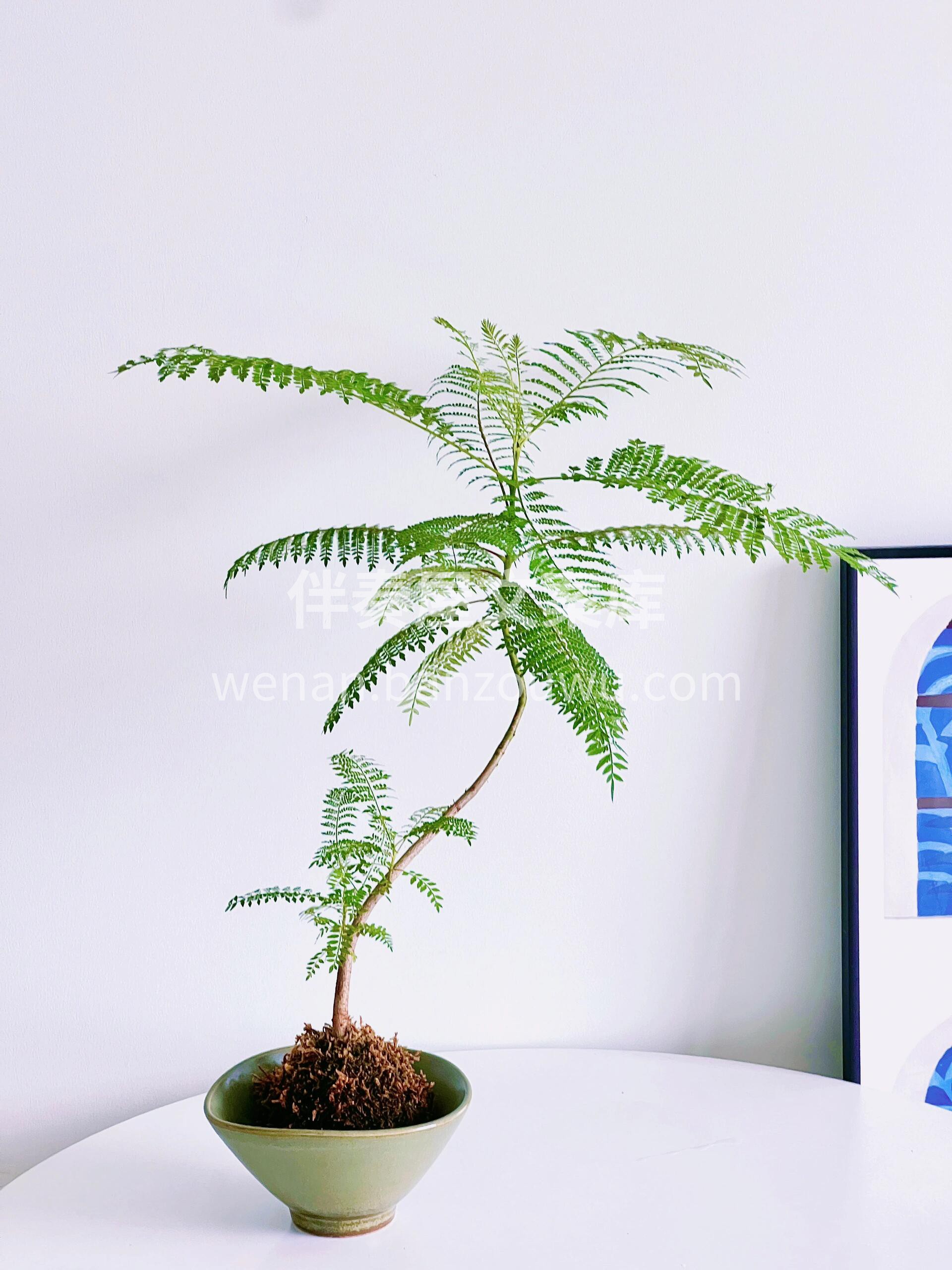 桌面小绿植——蓝花楹💚 🏠家有蓝花楹 好 配图1