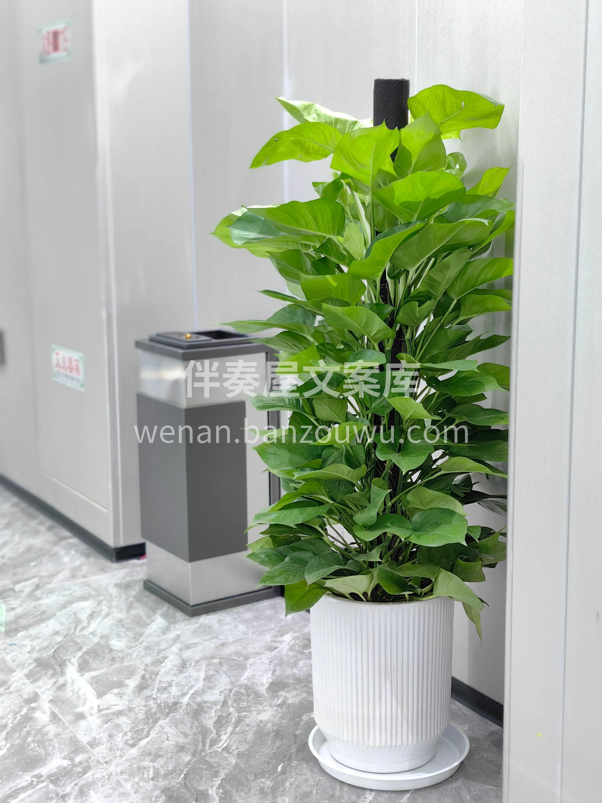 大叶绿萝柱 绿萝作为一种耐阴观叶植物🍃 😘十分适合于室内栽培 配图2