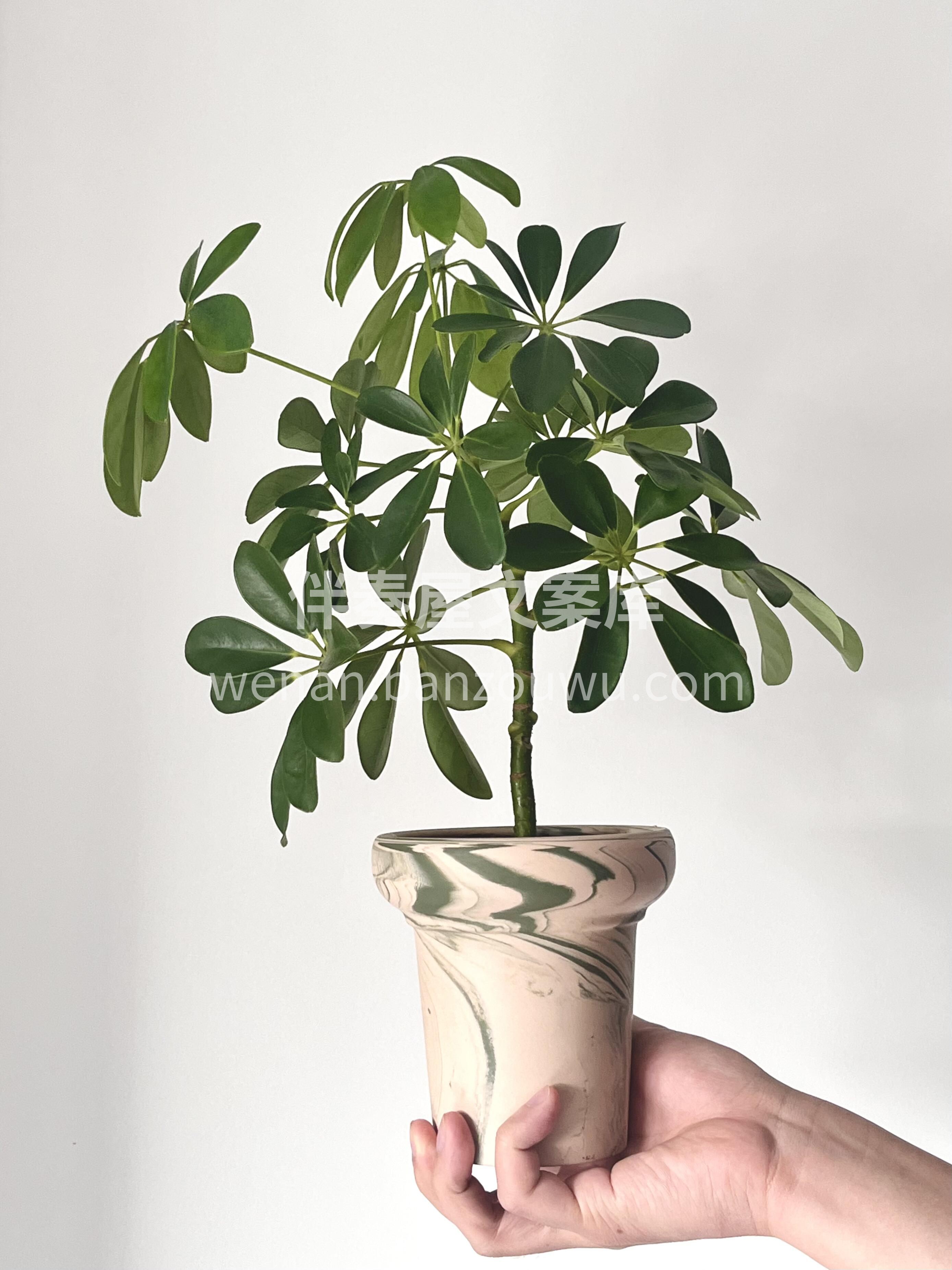 八方来财 招财旺运🍀鸭掌木 可以吸收二手烟🌿甲醛等 颜值又高 配图3