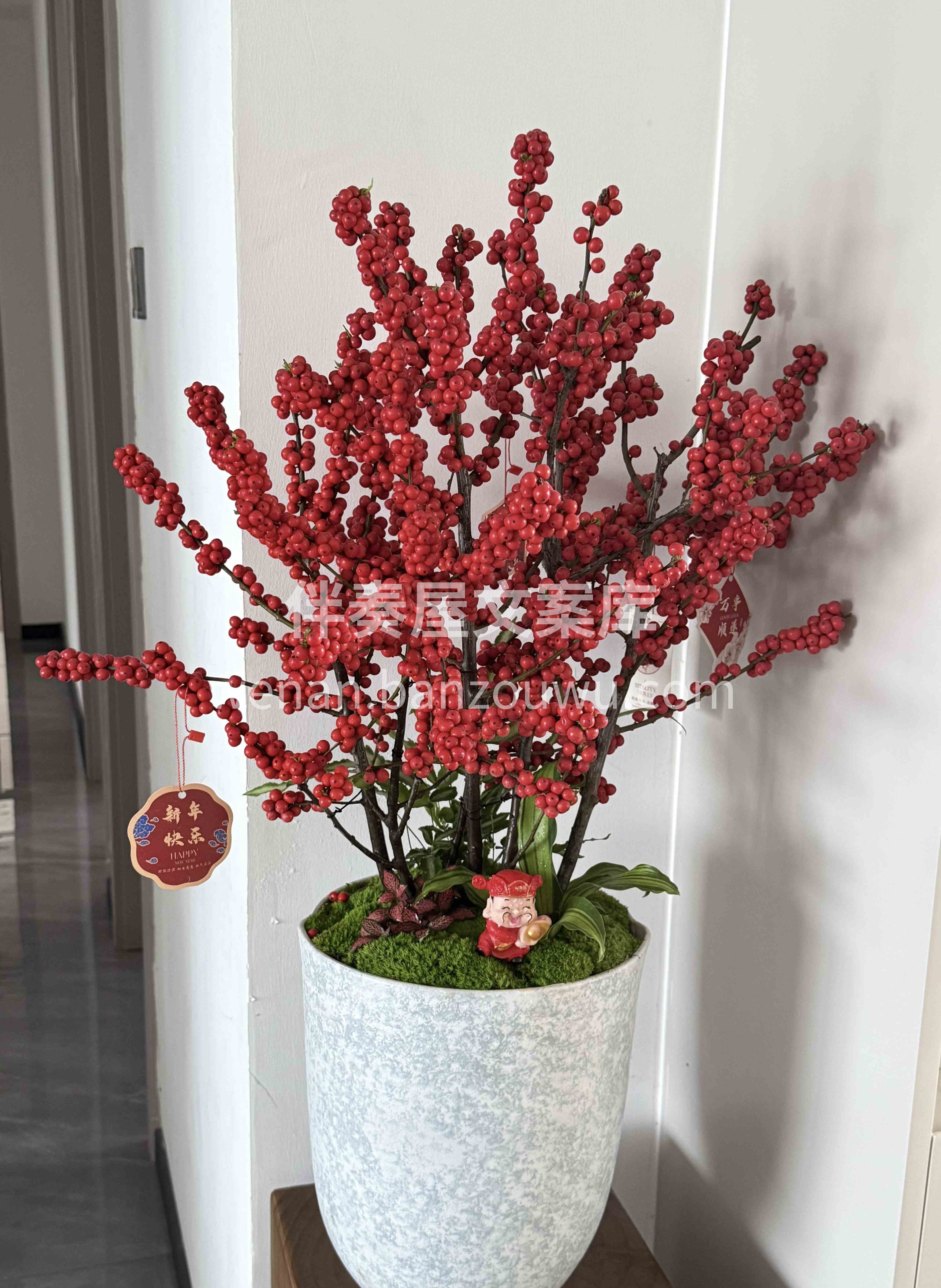 🎈北美冬青盆栽 冬青树上挂凌霄 岁晏花凋树不凋🍀 🗓新年家里 配图2