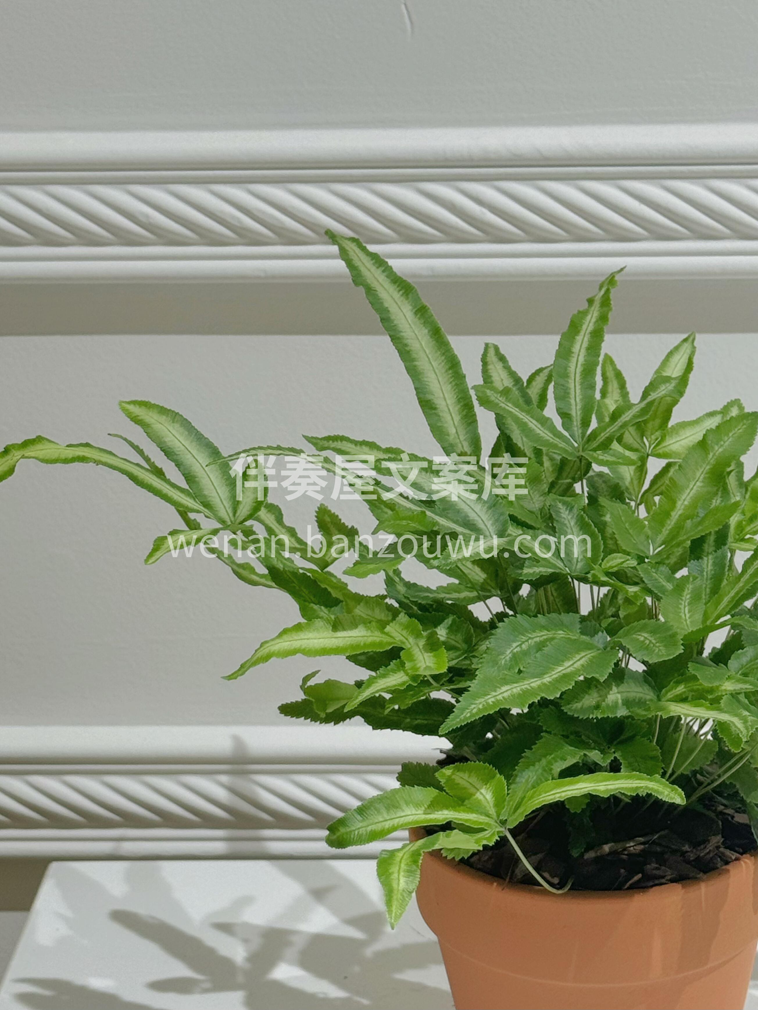 阿波银线蕨🌿 🍃叶形优美 叶色翠绿 叶片 配图1