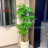 客订发财树 发财树枝叶优美，四季青翠 一 配图2