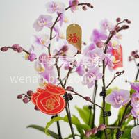 新年蝴蝶兰合集 热情奔放的蝴蝶兰，花色、株形都富有表现力 色 配图6