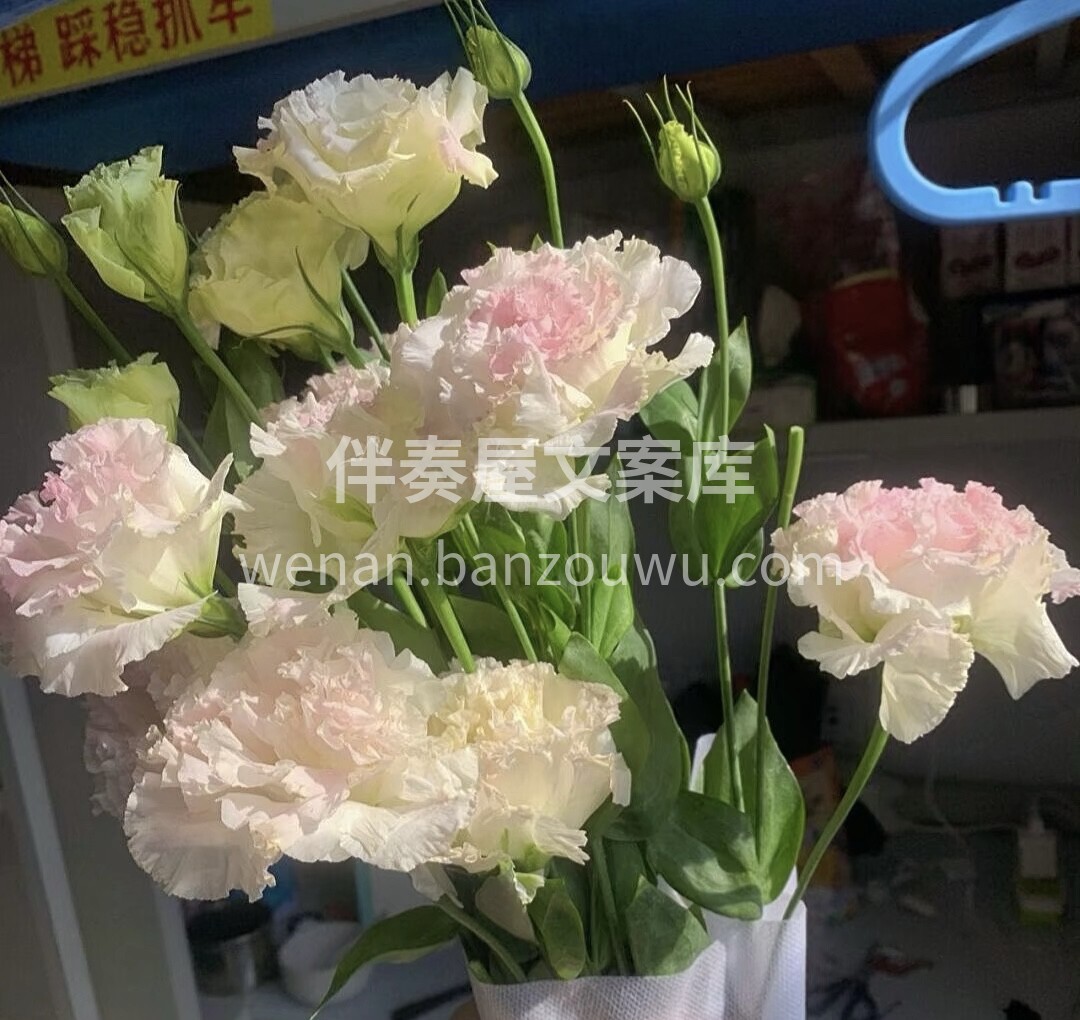 有一种花叫洋桔梗，它还有一个名字叫无剌玫 配图1