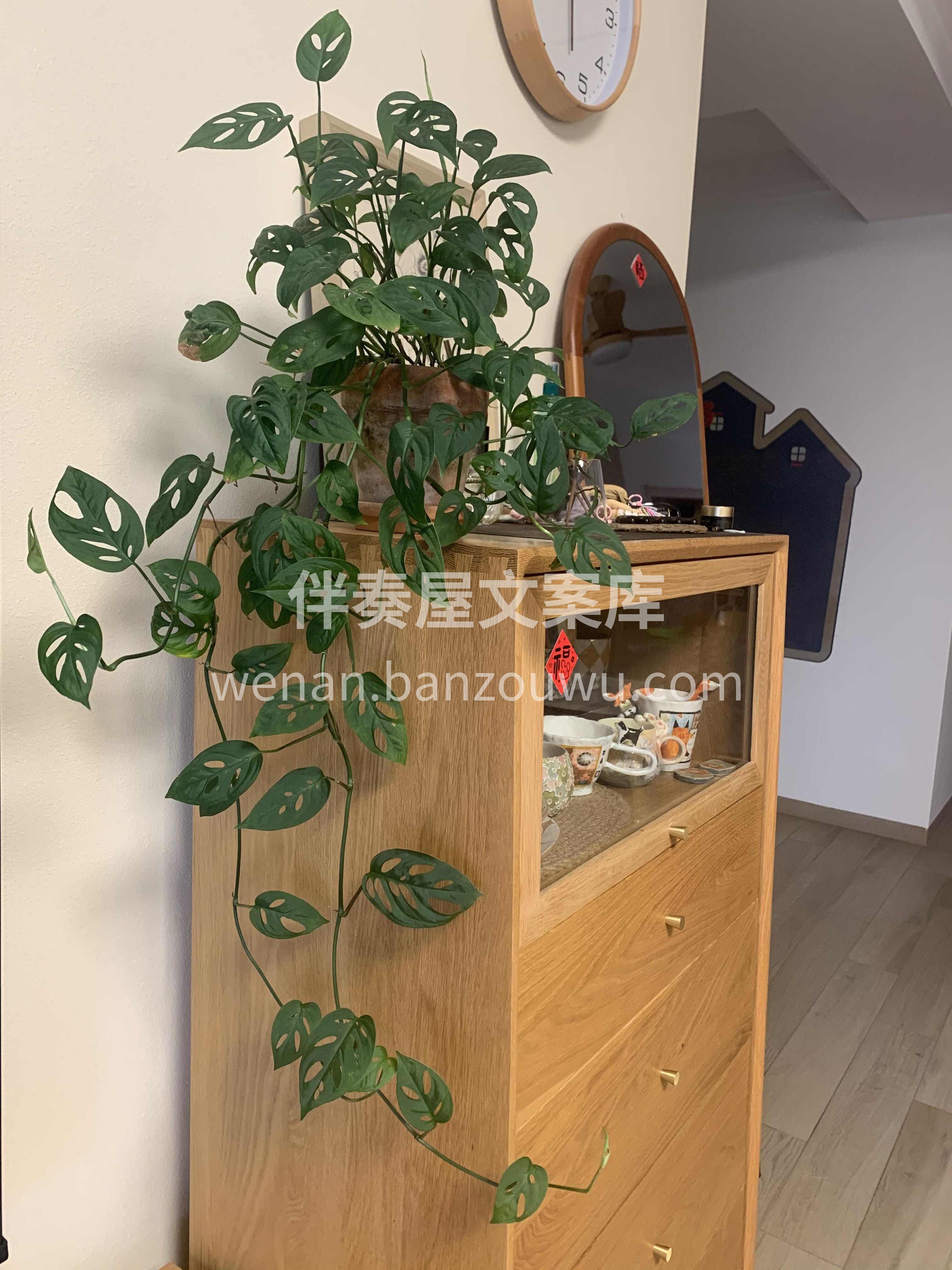 仙洞龟背竹 🌿 比普通龟背竹多了几分俏皮🪴 叶片上的小洞像散 配图3