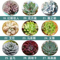 值得入手的72种多肉~ ✨多肉植物小巧精致 完全可以作为软装 配图6