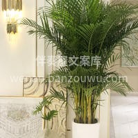 散尾葵是近几年流行起来的网红绿植🌿 受到 配图2
