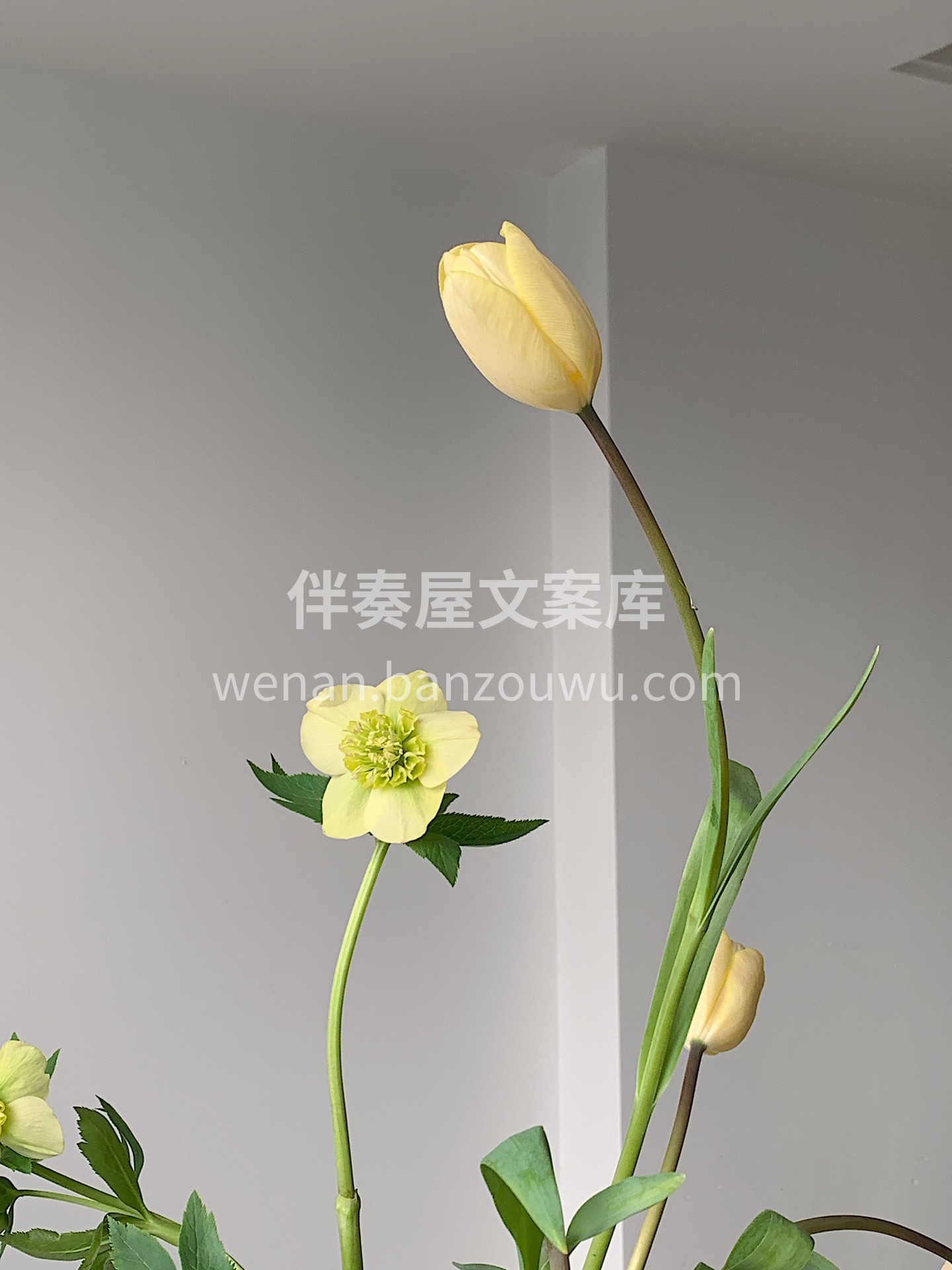 瓶插花太美了😍 插一个充满生机🌱的瓶插花 配图3