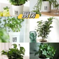 今天推荐六款适合室内摆放的绿植🌱 生活总要有点绿🍃 好看的花 配图5