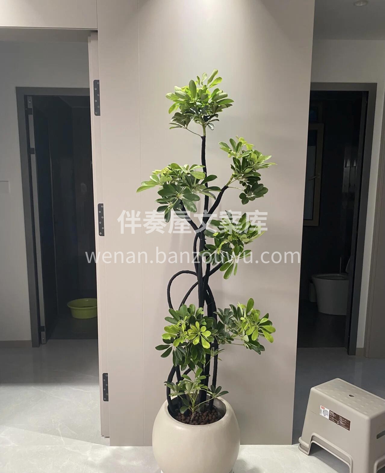 绿植鸭脚木🌸 鸭脚木也叫鹅掌草🦢 由于其叶片类似于鸭子的爪子 配图1