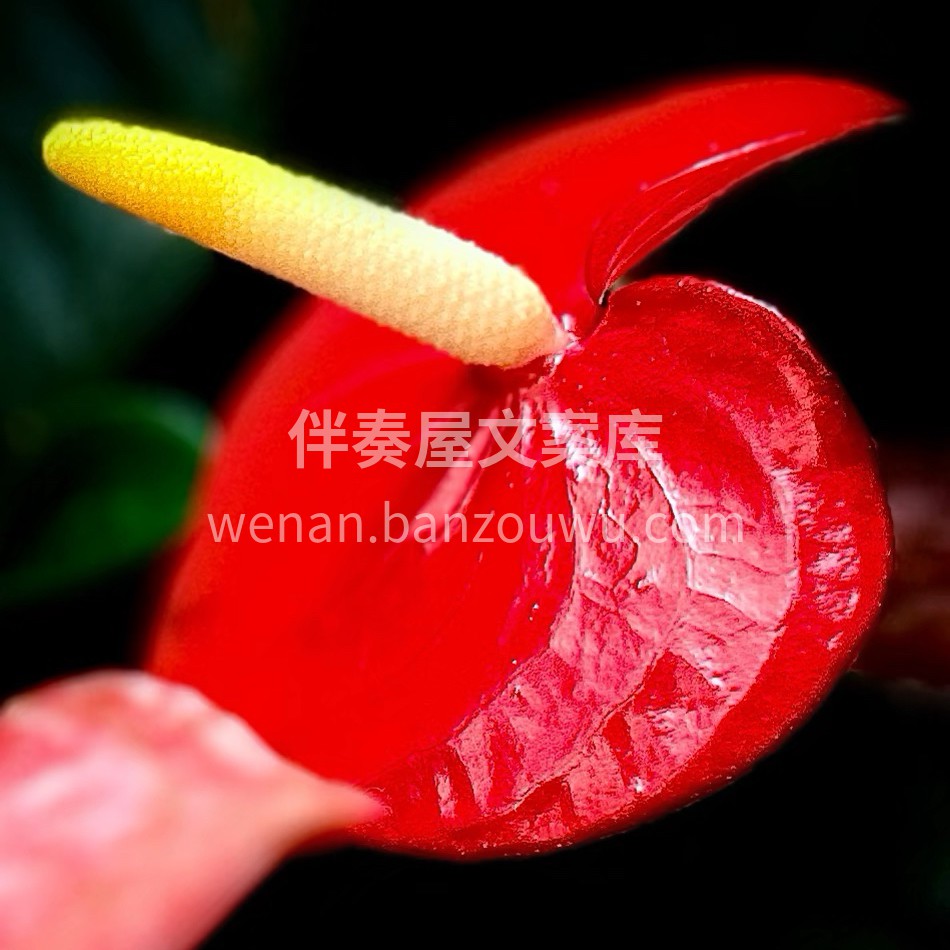红掌花，热烈地绽放着自己的身姿，仿佛在告 配图3