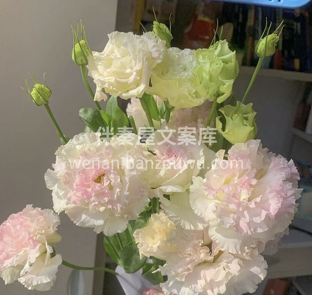 有一种花叫洋桔梗，它还有一个名字叫无剌玫 配图3