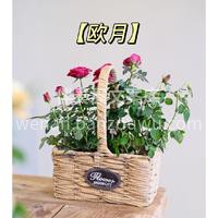 绝美开花盆栽推荐 看着经过自己照料后，开花结果的🌱盆栽 真的 配图5