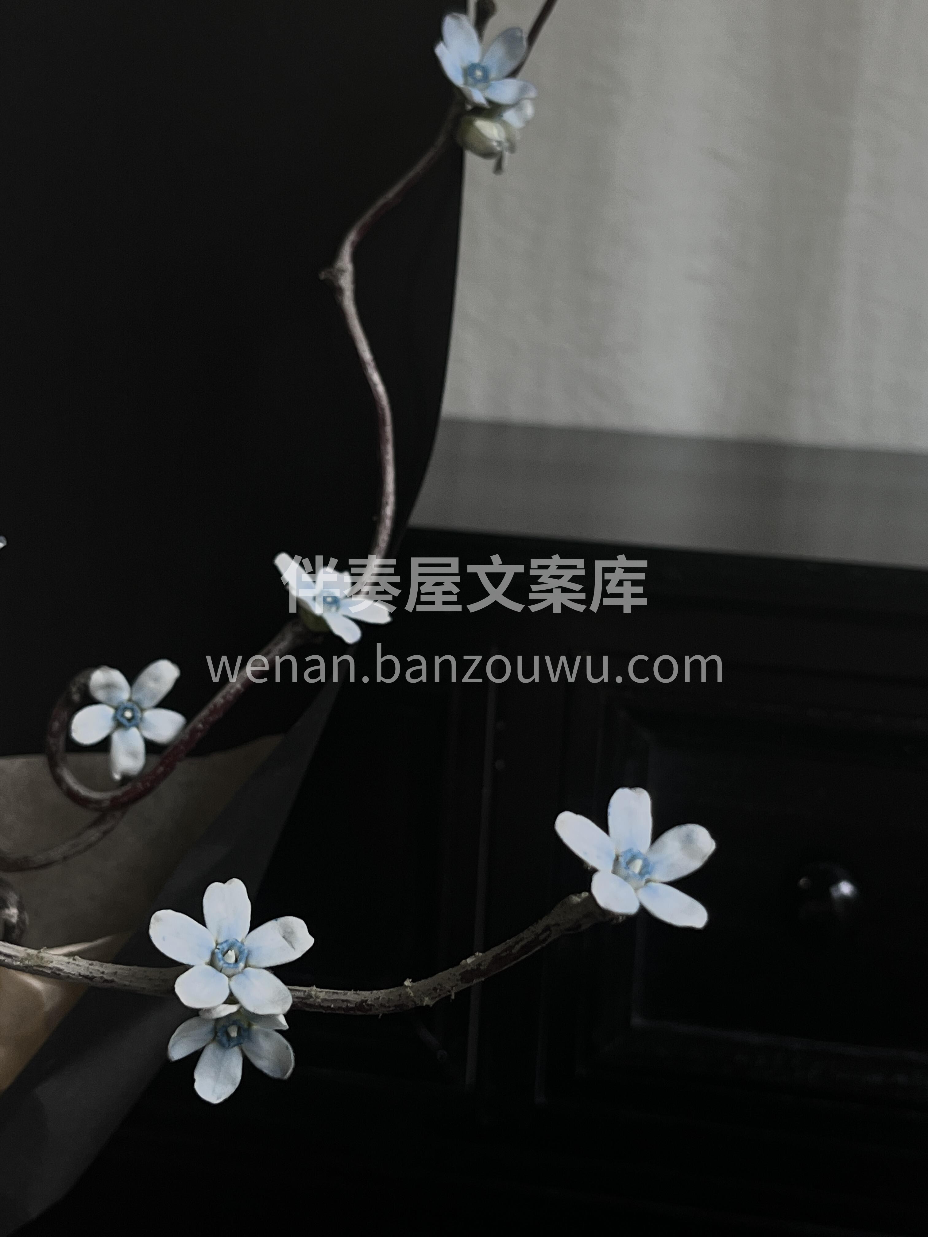 蓝星花也是出息了🤗 是不是很有枯木逢春🌿的感觉 春天到了 只 配图2