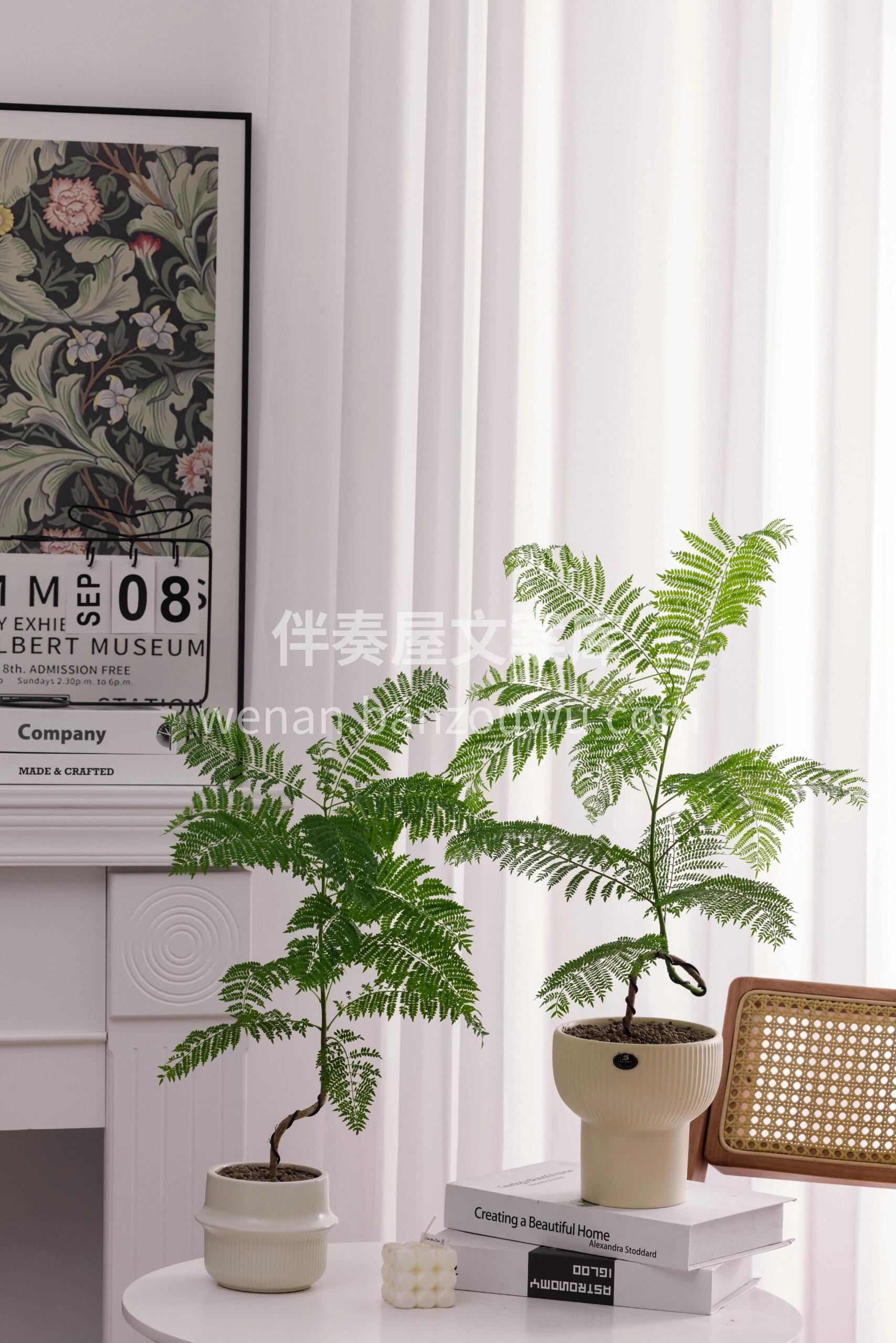 🌿蓝花楹🍃自带高级感绿植 美丽与特性并存🪴 配图1