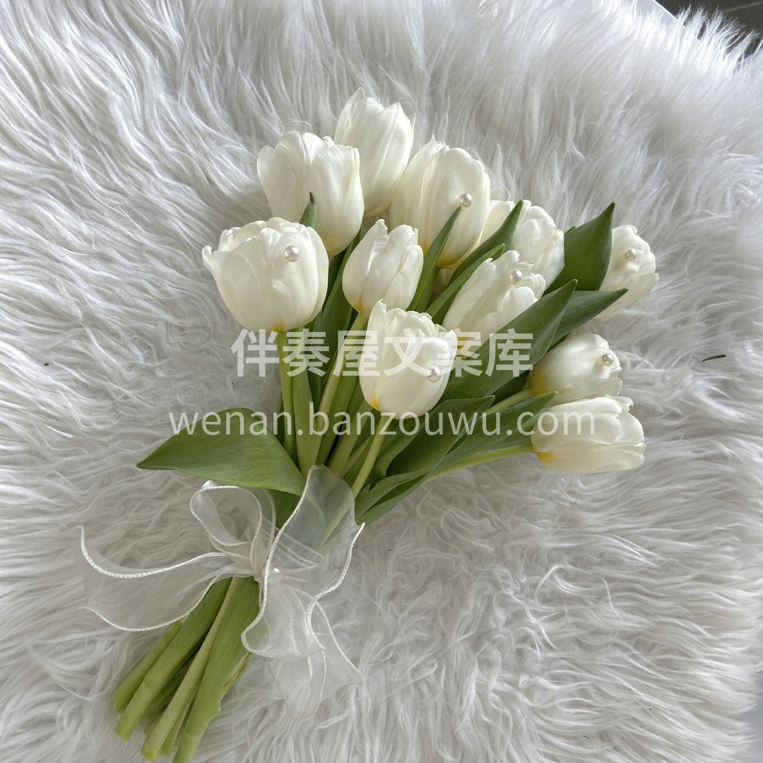 超美郁金香手捧 纯洁无暇的白色郁金香 正 配图1