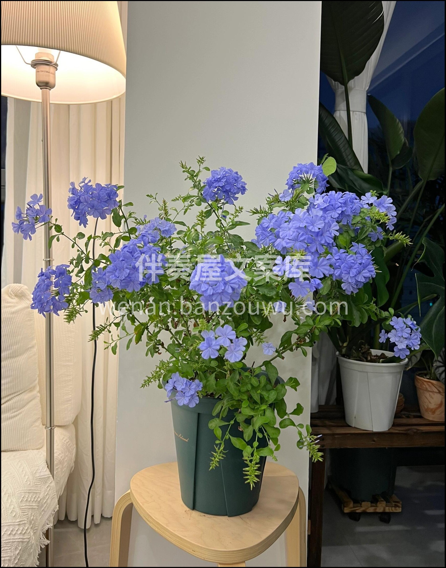 超长待机💙蓝雪花 🌱长势强健 花量大 开 配图1