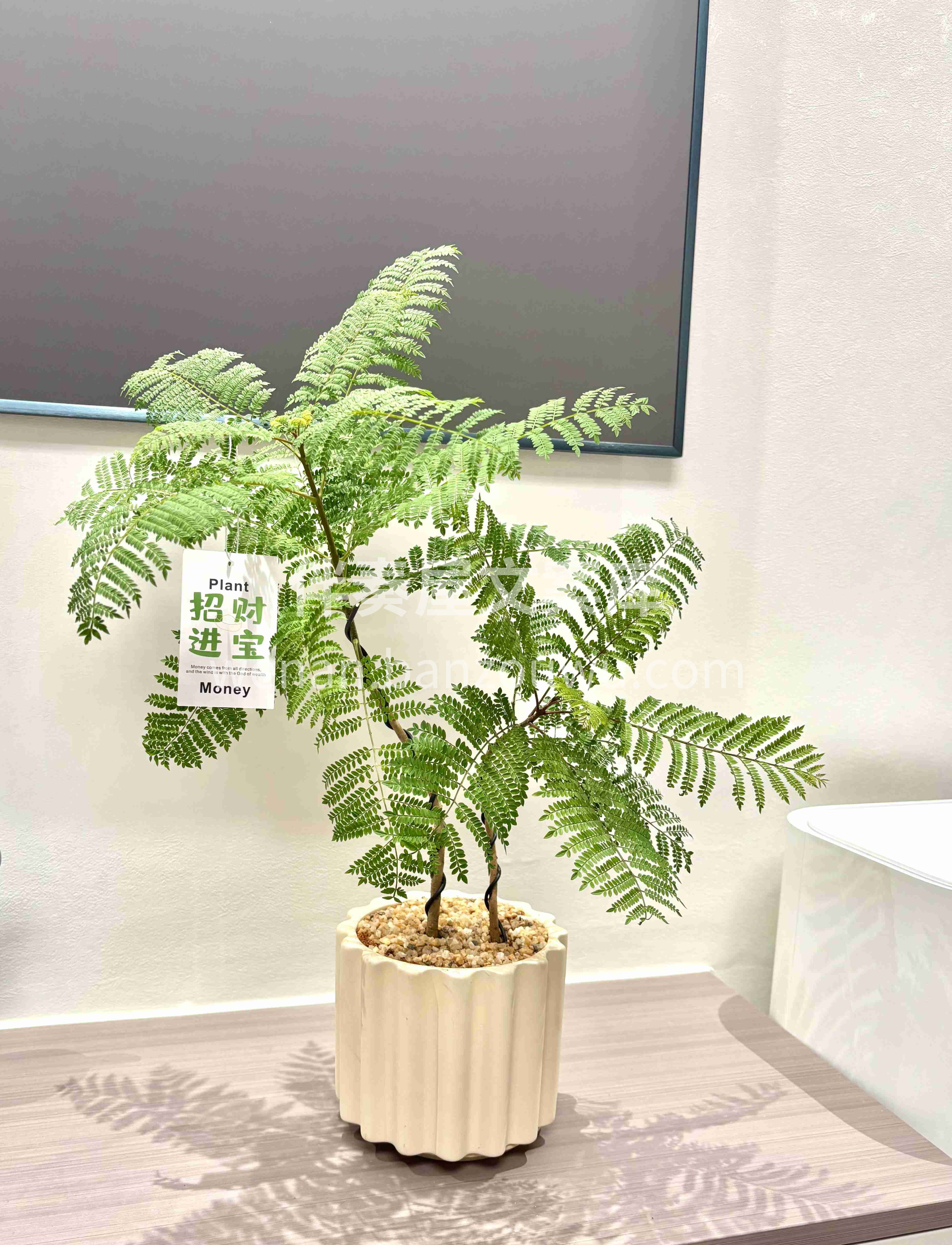 🌿蓝花楹🍃自带高级感绿植 美丽与特性并存🪴 配图3