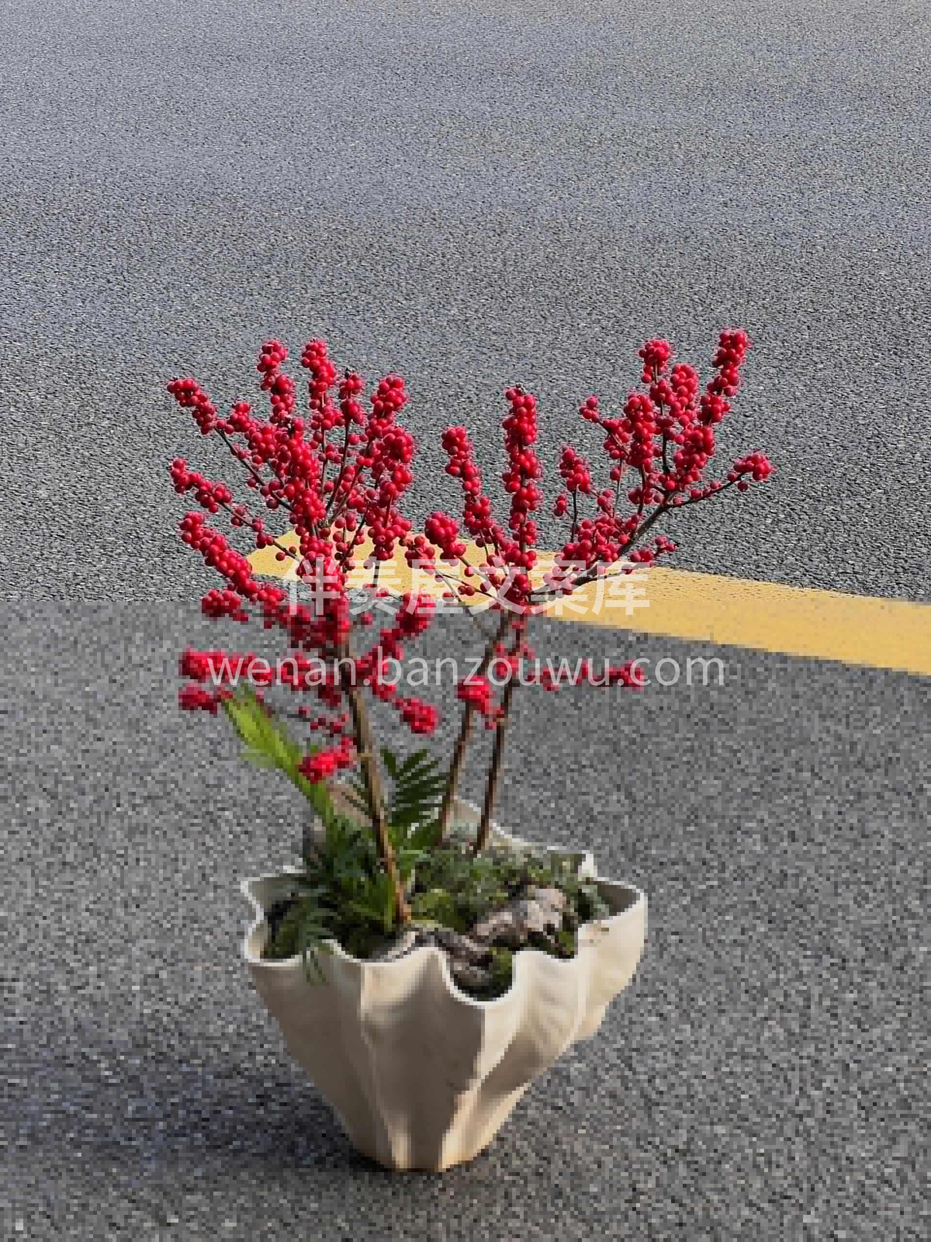 红红火火的冬青盆景 🔴 冬日里温暖热烈的果实🫘能给人带来幸福 配图2