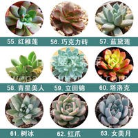 值得入手的72种多肉~ ✨多肉植物小巧精致 完全可以作为软装 配图4