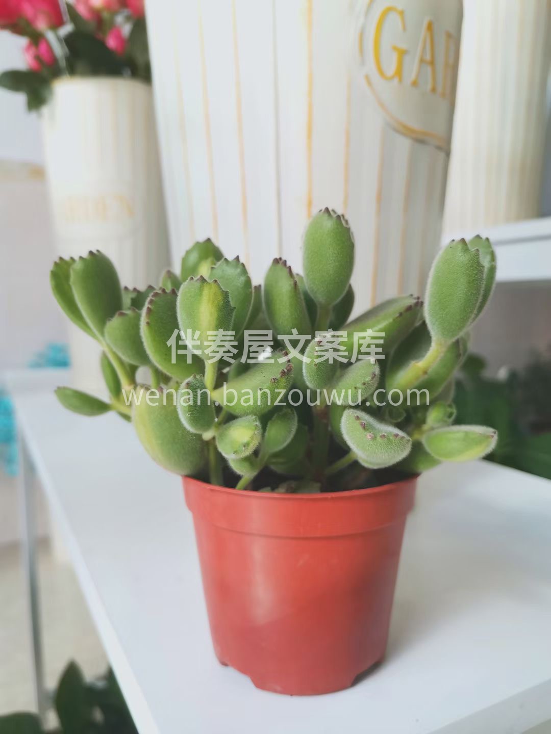 超级萌的一款多肉植物🌱 胖胖叶片顶端长着 配图2