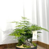 文竹可能是中式植物爱好者里最熟悉的植物🌿 配图1