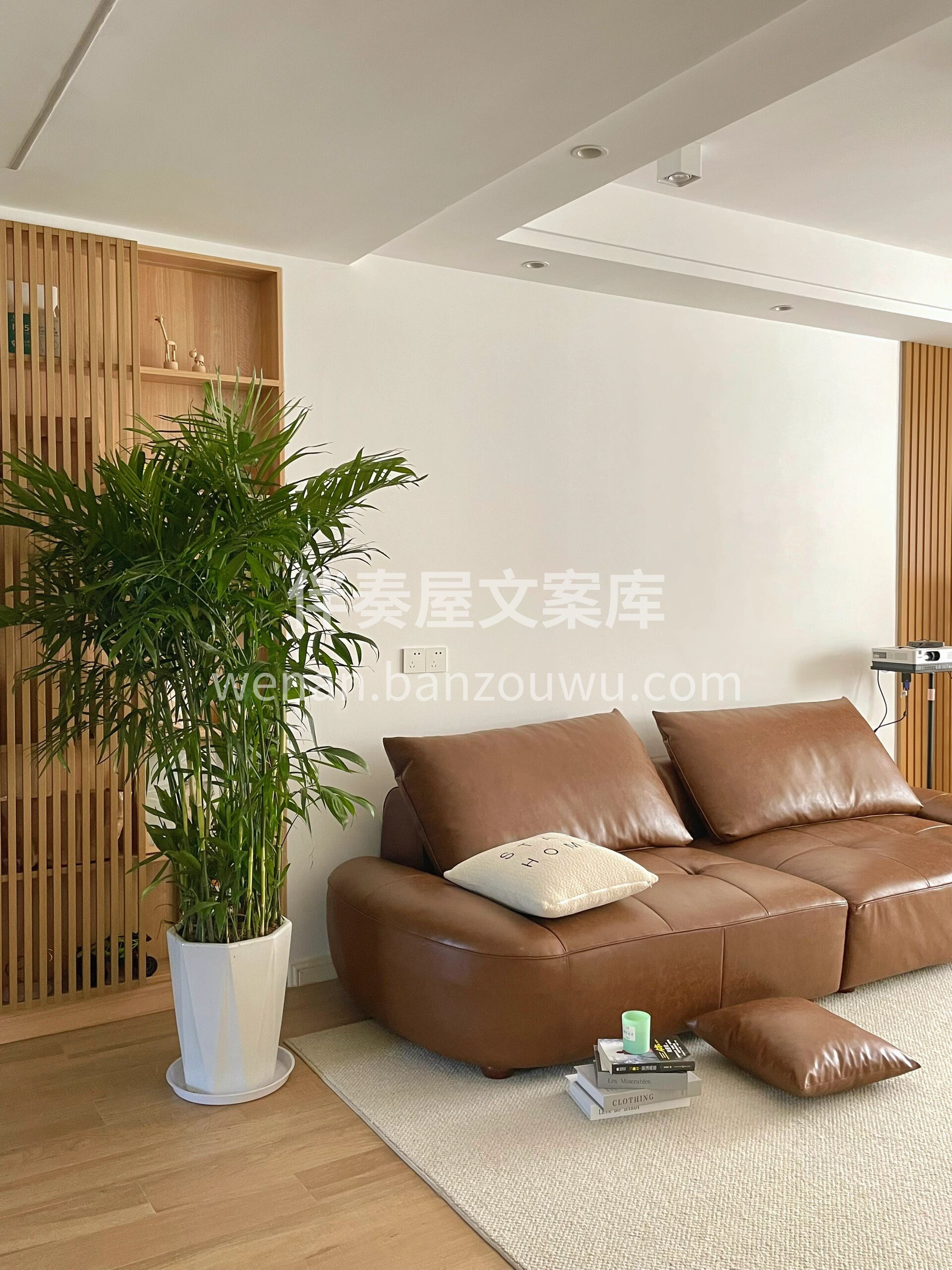 散尾葵是近年很受喜爱的观叶植物🌿 常年生机勃勃🍃，观赏价值高 配图2