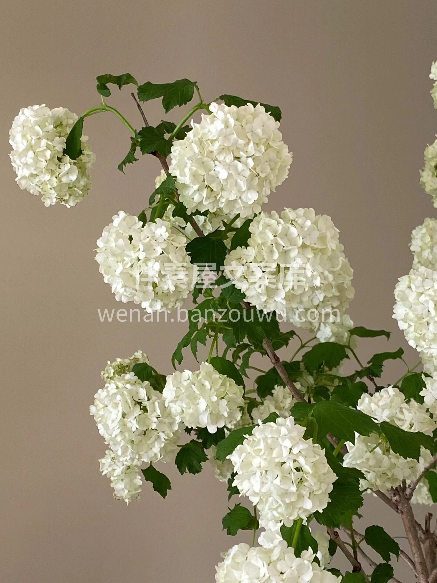 木绣球绿植 花型圆润可爱，颜色💚清新自然 精致而灵动，像一个 配图1