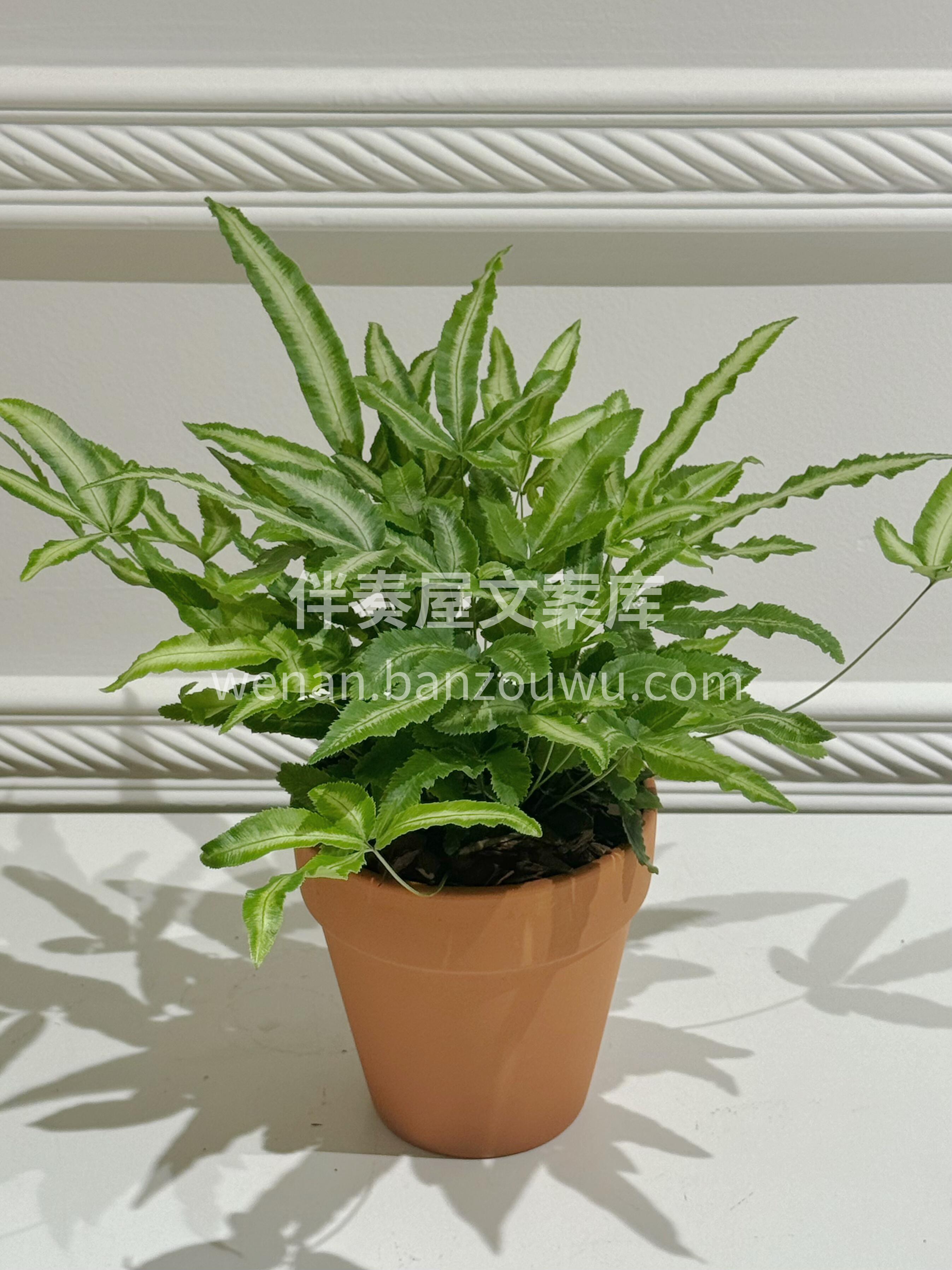 阿波银线蕨🌿 🍃叶形优美 叶色翠绿 叶片 配图2