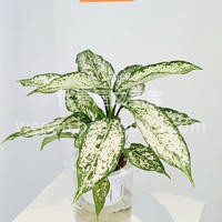 六款懒人植物推荐 想要家里充满生机和活力 配图3