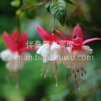 倒挂金钟超级受欢迎的绿植🌸 很喜欢倒挂金 配图3