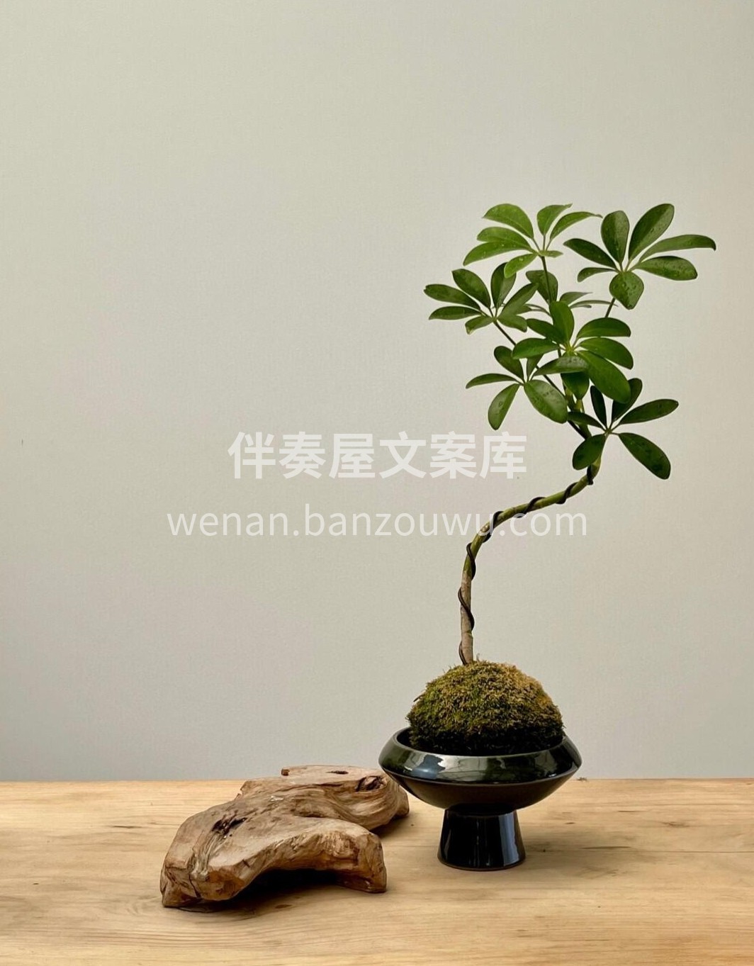 八方来财 招财旺运🍀鸭掌木 可以吸收二手烟🌿甲醛等 颜值又高 配图1
