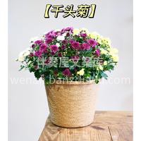 绝美开花盆栽推荐 看着经过自己照料后，开花结果的🌱盆栽 真的 配图6