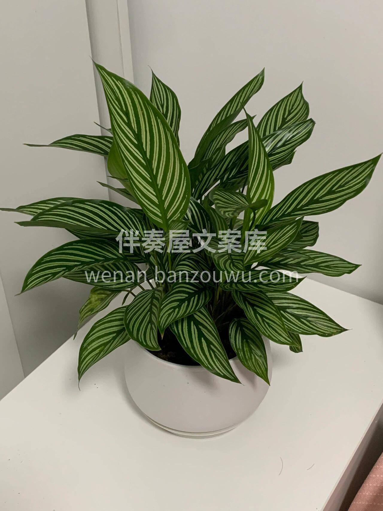 青纹竹芋 青白条纹，色彩温润护眼👀 🌿长 配图3