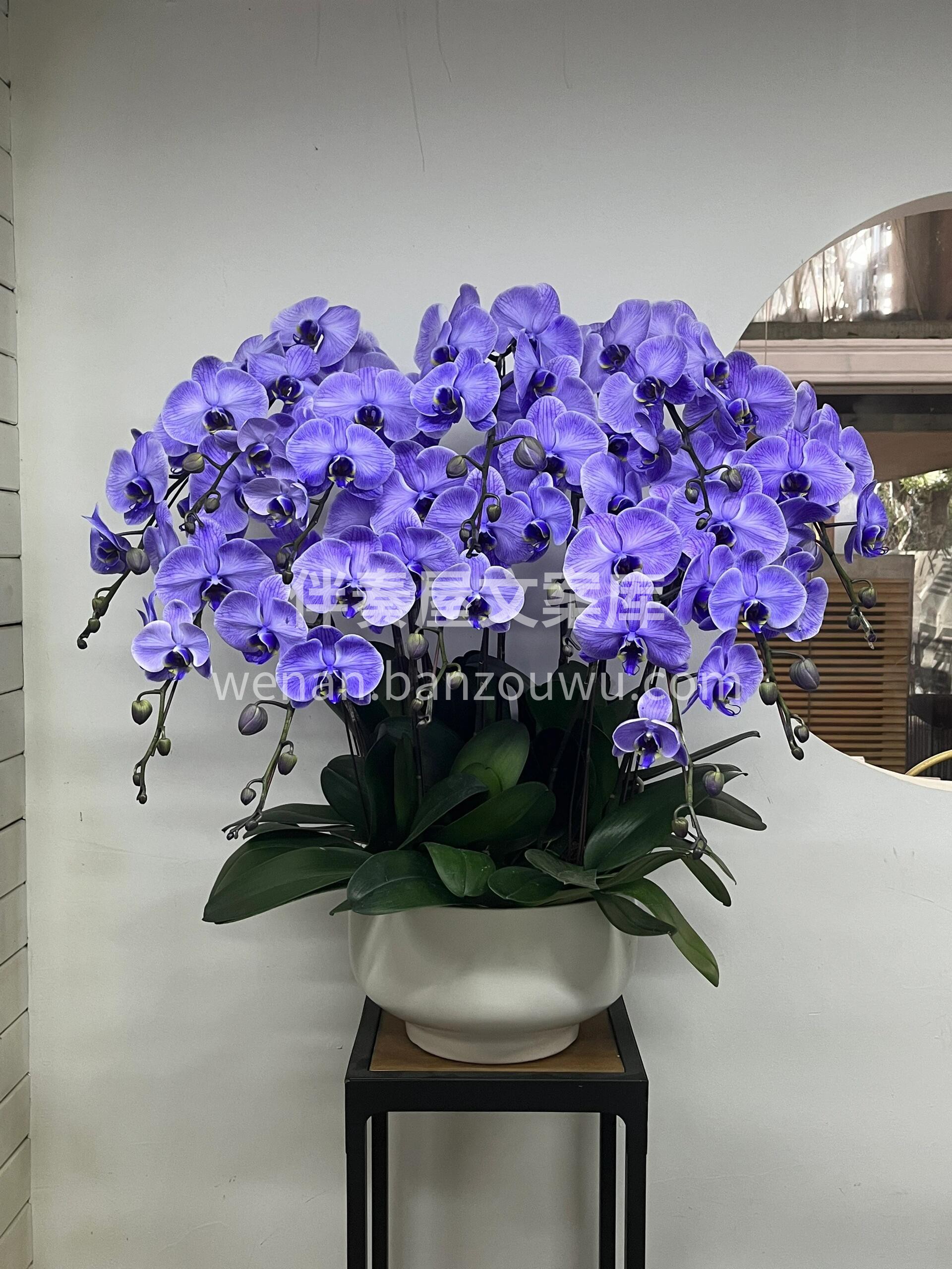 蝴蝶兰盆景🪴摆在家里美爆了 大方又惊艳🌸不用费心搭配🌷就把家 配图1