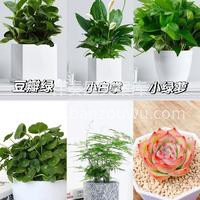 家居绿植推荐 绿植🌵是很好的家居软装好物 不仅能改善情绪，还 配图6