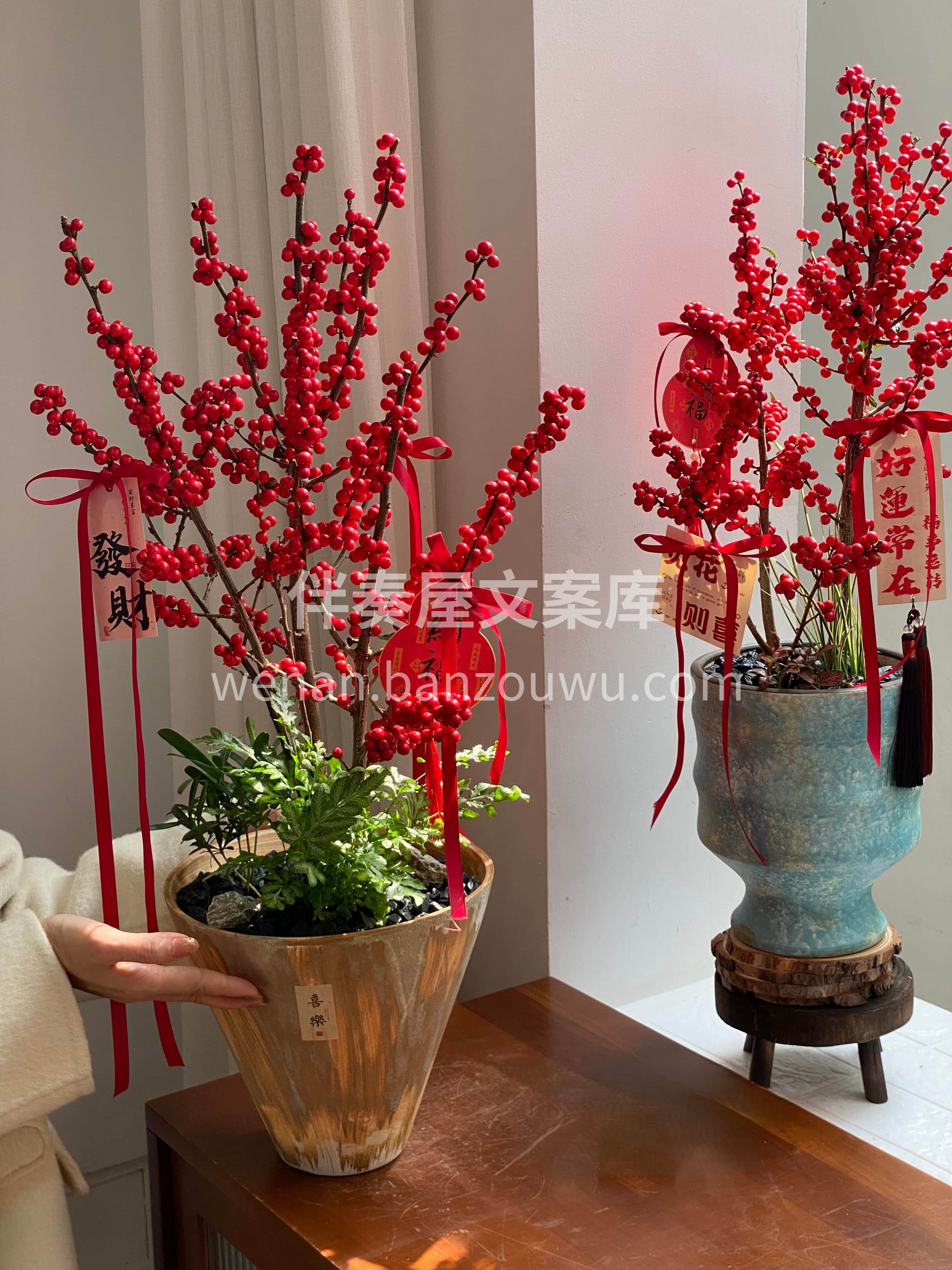 岁末迎祥💕冬青盆栽伴新春🍒 红果累累寓意招财纳福💰 守在家中 配图3