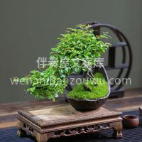 雀梅的花语是优雅 整洁 也是纯洁心灵的象 配图3