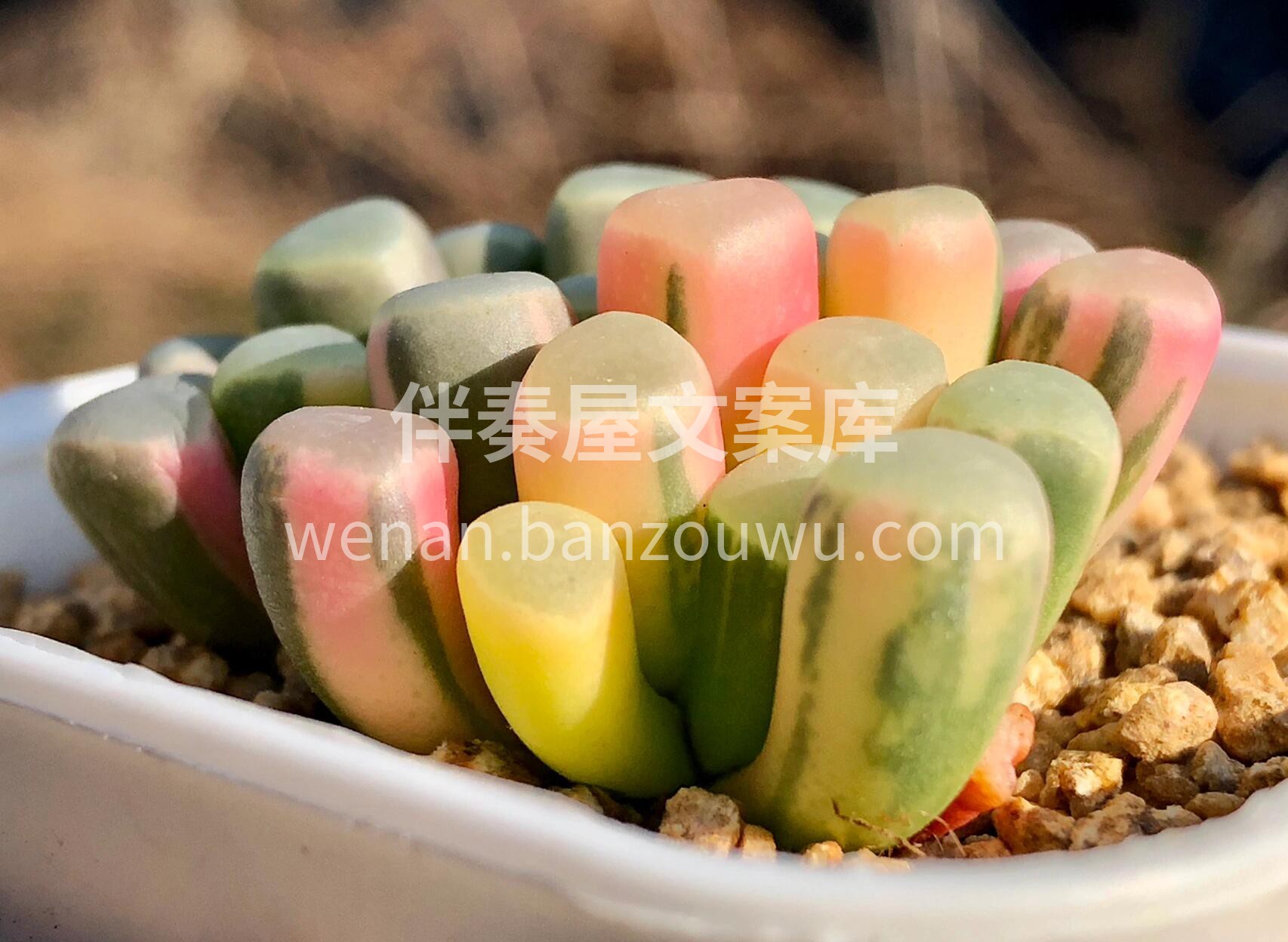 五十铃玉锦✨ 喜温暖干燥、阳光☀充足的环 配图1