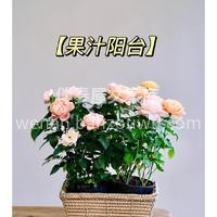 绝美开花盆栽推荐 看着经过自己照料后，开 配图3