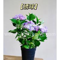 绝美开花盆栽推荐 看着经过自己照料后，开 配图2