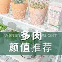值得入手的72种多肉~ ✨多肉植物小巧精致 完全可以作为软装 配图9